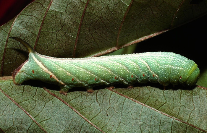 Figura 10. Larva <i>Aellopos ceculus</i>, (Shingidae), en último estadio alimentándose en <i>Sabicea villosa</i> (Rubiaceae), posición lateral, Sector Rincon Rain Forest, Palmital, (elevación 420 metros). 21 Marzo 2003. (03-SRNP-10442-DHJ75155.jpg).