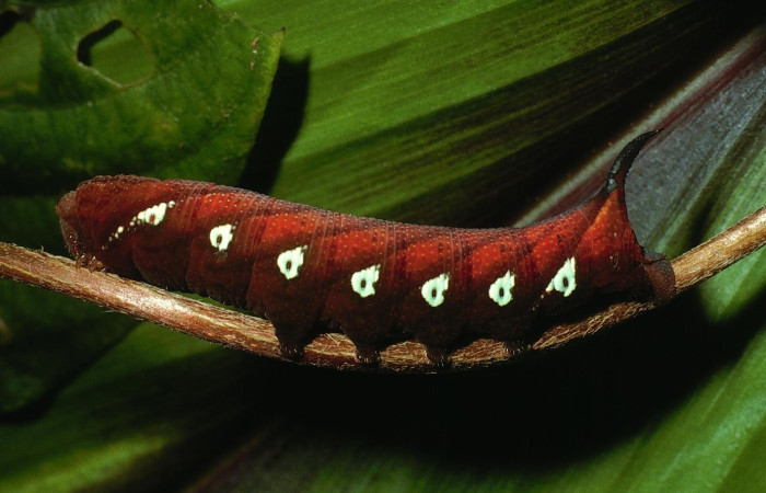 Figura 11. Larva <i>Aellopos ceculus</i>, (Shingidae), en último estadio alimentándose en <i>Sabicea villosa</i> (Rubiaceae), posición lateral, Sector Rincon Rain Forest, Conguera, (elevación 420 metros). 17 Junio 2003. (03-SRNP-11364-DHJ75696.jpg).