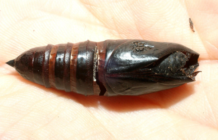 Figura 15. Pupa <i>Aellopos ceculus</i>, (Shingidae) con puparios de parásitos <i>Belvosia</i> Woodley07B, (Tachinidae), Sector San Cristóbal, Sendero Perdido, (elevación 620 metros). 3 Junio 2009.(08-SRNP-4756-DHJ453262.jpg).