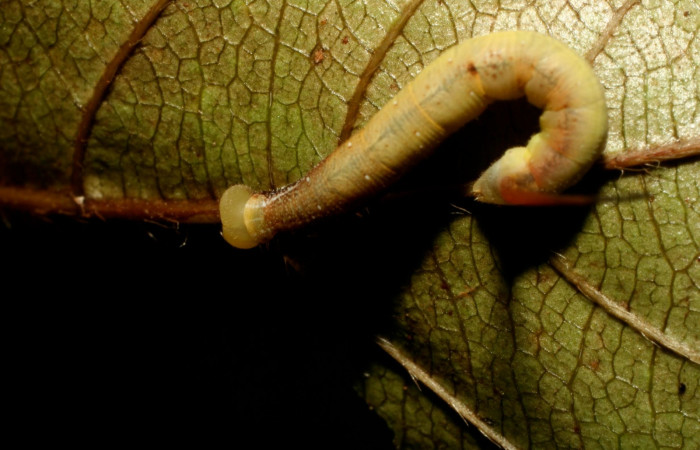 Figura 1. Larva <i>Aellopos ceculus</i>, (Shingidae), en tercer estadio alimentándose en <i>Sabicea panamensis</i> (Rubiaceae), posición dorsal, Sector Pitilla, Estacion Quica, (elevación 470 metros). 8 Julio 2008. (08-SRNP-71173-DHJ444309.jpg).