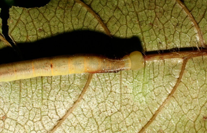 Figura 2. Larva <i>Aellopos ceculus</i>, (Shingidae), en tercer estadio alimentándose en <i>Sabicea panamensis</i> (Rubiaceae), posición cabeza, Sector Pitilla, Estacion Quica, (elevación 470 metros). 8 Julio 2008. (08-SRNP-71173-DHJ444311.jpg).