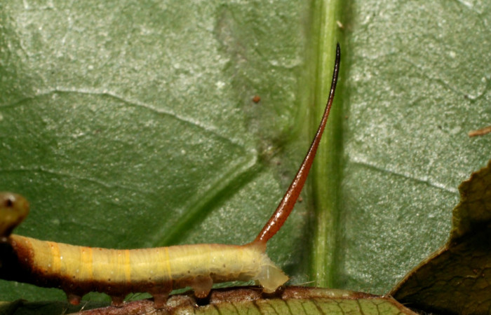 Figura 3. Larva <i>Aellopos ceculus</i>, (Shingidae), en tercer estadio alimentándose en <i>Sabicea panamensis</i> (Rubiaceae), posición cola, Sector Pitilla, Estacion Quica, (elevación 470 metros). 8 Julio 2008. (08-SRNP-71173-DHJ444313.jpg).