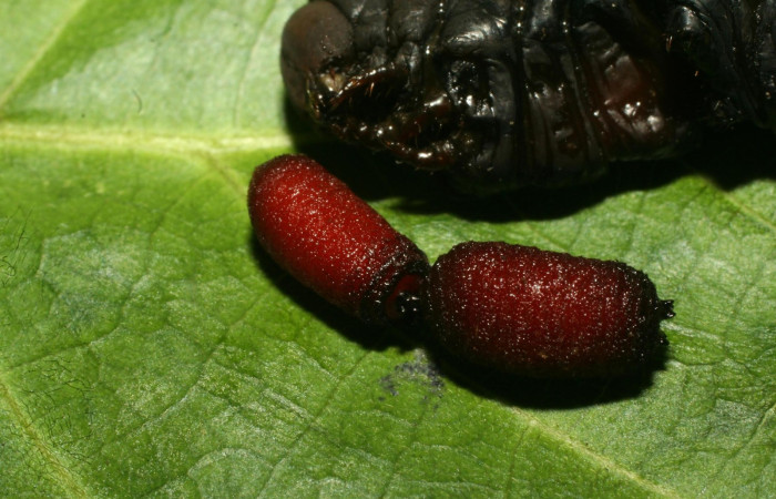 Figura 13. Puparios de <i>Drino</i> piceiventrisDHJ18 (Tachinidae), parásito de la larva <i>Aellopos ceculus</i>, (Shingidae), Sector Pitilla, Quebradona, (elevación 475 metros). 15 Mayo 2009.(09-SRNP-70309-DHJ460772.jpg).