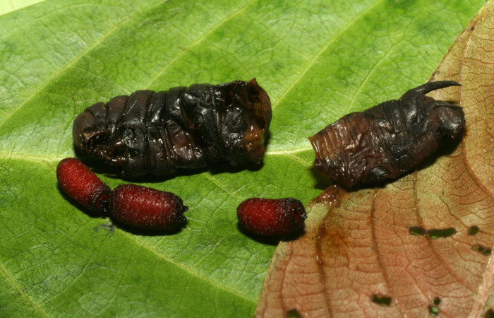 Figura 14. Puparios de <i>Drino</i> piceiventrisDHJ18 (Tachinidae), parásito de la larva <i>Aellopos ceculus</i>, (Shingidae), Sector Pitilla, Quebradona, (elevación 475 metros). 15 Mayo 2009.(09-SRNP-70309-DHJ460773.jpg).