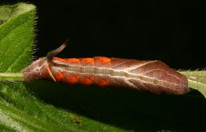 Figura 7. Larva <i>Aellopos ceculus</i>, (Shingidae), en cuarto estadio alimentándose en <i>Sabicea villosa</i> (Rubiaceae), posición dorsal, Sector Rincon Rain Forest, Estación Caribe, (elevación 420 metros). 9 Setiembre 2011. (03-SRNP-44173-DHJ488924.jpg).