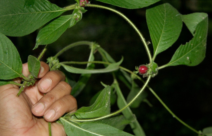 Figura 19. Planta hospedera de <i>Aellopos ceculus</i>, (Shingidae). Planta <i>Sabicea villosa</i> (Rubiaceae). Foto Jorge Hernández, 8 Agosto 2008.