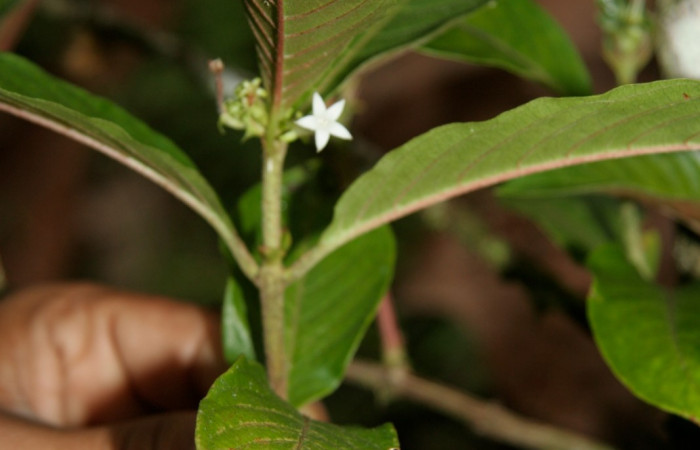 Figura 20. Planta hospedera de <i>Aellopos ceculus</i>, (Shingidae). Planta <i>Sabicea panamensis</i> (Rubiaceae). Foto Jorge Hernández, 19 Setiembre 2008.
