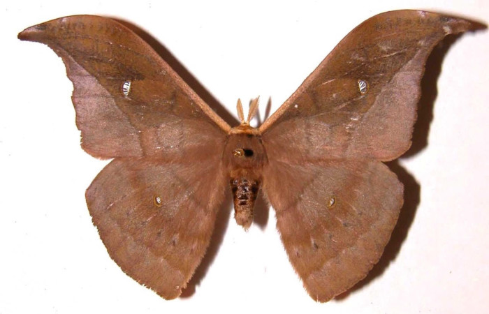 Fig.1 Adulto <i>Copaxa curvilinea</i>, Saturniidae, macho mostrando la parte dorsal. Voucher: 01-SRNP-1377-DHJ36418.