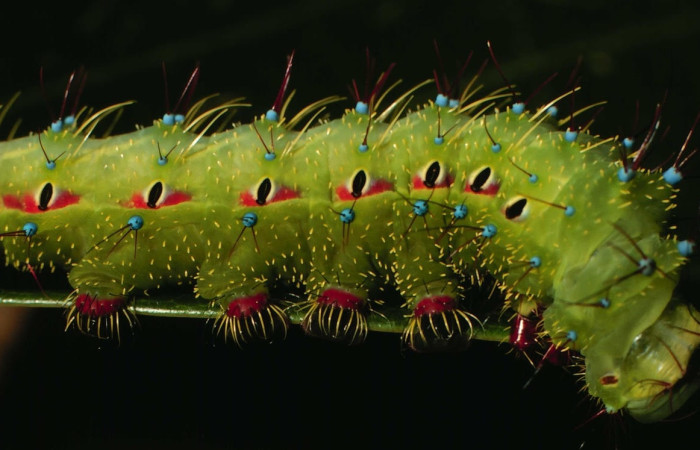 Fig.20 Larva <i>Copaxa curvilinea</i>, Saturniidae, Último estadío, se alimenta <i>Nectandra hihua</i>, (Lauraceae), mostrando la parte lateral tórax. Voucher: 00-SRNP-21845-DHJ56514.jpg.