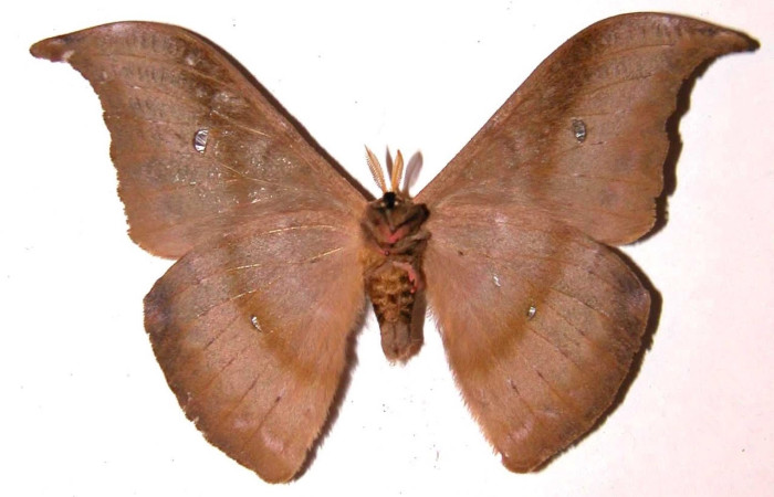 Fig.2 Adulto <i>Copaxa curvilinea</i>, Saturniidae, macho mostrando la parte ventral. Voucher: 01-SRNP-1377-DHJ36419.