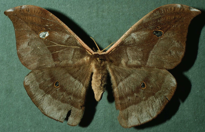 Fig.3 Adulto <i>Copaxa curvilinea</i>, Saturniidae, hembra mostrando la parte dorsal. Voucher: INBioCRI002221526.