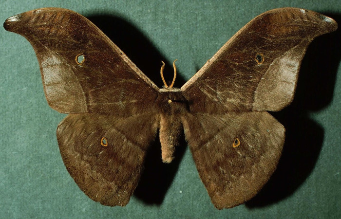 Fig.4 Adulto <i>Copaxa curvilinea</i>, Saturniidae, macho mostrando la parte dorsal. Voucher: INBioCRI002222612.