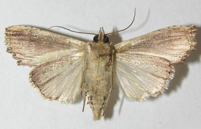 Figura 10. Adulto <i>Antachara</i> BioLep416 (Noctuidae), posición vista ventral. (10-SRNP-36121-DHJ540271.jpg).