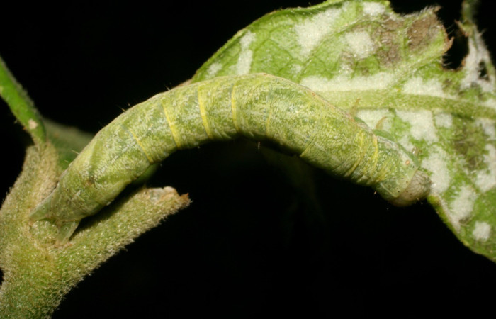 Figura 11. Dorsal entero <i>Antachara</i> denternaDHJ02 (Noctuidae), en la planta <i>Lepidaploa tortuosa</i> (Asteraceae). Sector Rincon Rain Forest. Montanya Figueres, (elevación 460 metros). Colectada 9 julio 2008. (08-SRNP-41367-DHJ442574.jpg).