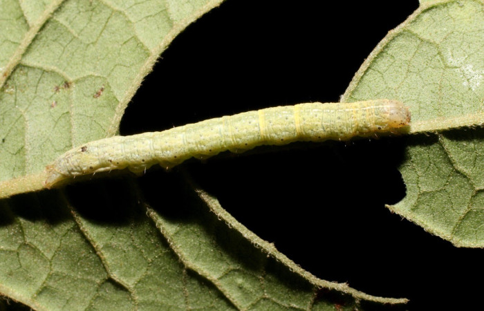 Figura 12. Dorsal entero <i>Antachara</i> BioLep416 (Noctuidae), en la planta <i>Lepidaploa tortuosa</i> (Asteraceae). Sector San Cristóbal. Sendero Huerta, (elevación 527 metros). Colectada 3 febrero 2019. (19-SRNP-403-DHJ758526.jpg).