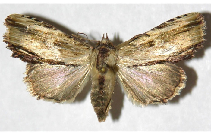 Figura 13. Adulto <i>Antachara</i> BioLep416 (Noctuidae), posición vista dorsal. (05-SRNP-42395-DHJ320022)