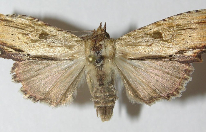 Figura 14. Adulto <i>Antachara</i> BioLep416 (Noctuidae), posición vista dorsal. (10-SRNP-36491-DHJ540256).