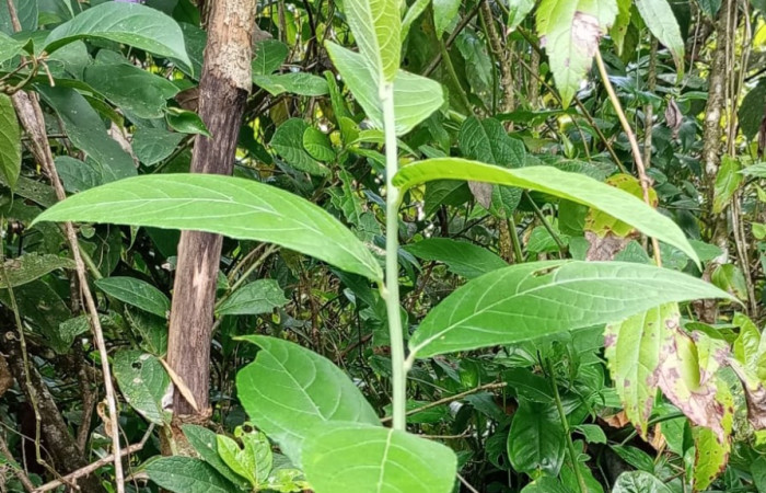Figura 15. Planta <i>Lepidaploa tortuosa</i>, (Asteraceae), de <i>Antachara</i> BioLep416, (Noctuidae). Foto, Ana Córdoba.