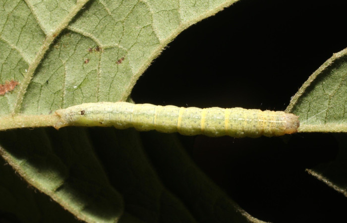 Figura 1. Dorsal entero <i>Antachara</i> BioLep416 (Noctuidae), en la planta <i>Vernonanthura patens</i> (Asteraceae). Sector San Cristóbal. Sendero Huerta, (elevación 527 metros). Colectada 3 febrero 2019. (19-SRNP-403-DHJ758529.jpg).