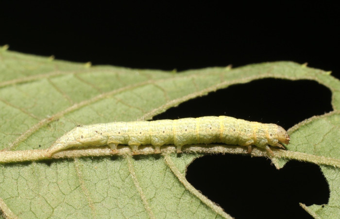Figura 2. Lateral entero <i>Antachara</i> BioLep416 (Noctuidae), en la planta <i> Vernonanthura patens</i> (Asteraceae). Sector San Cristóbal. Sendero Huerta, (elevación 527 metros). Colectada 3 febrero 2019. (19-SRNP-403-DHJ758530.jpg).