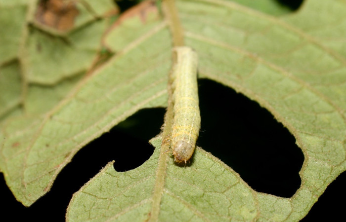 Figura 3. Cabeza <i>Antachara</i> BioLep416 (Noctuidae), en la planta <i> Vernonanthura patens</i> (Asteraceae). Sector San Cristóbal. Sendero Huerta, (elevación 527 metros). Colectada 3 febrero 2019. (19-SRNP-403-DHJ758528.jpg).