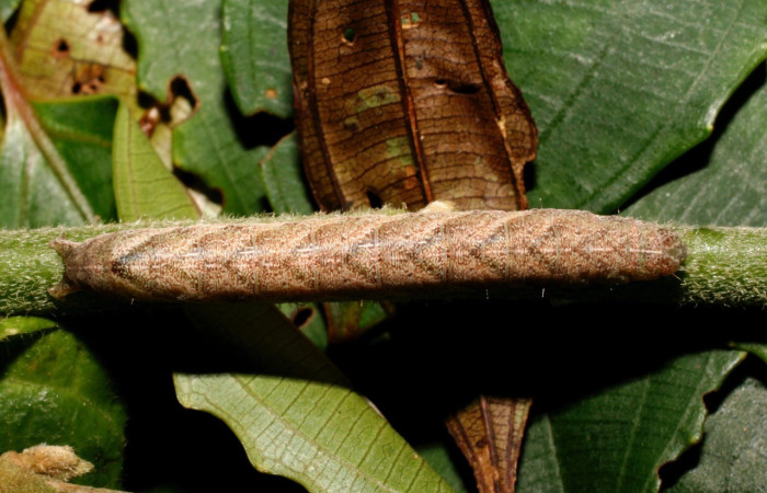 Figura 4. Dorsal entero <i>Antachara</i> BioLep416 (Noctuidae), en la planta <i> Lepidaploa tortuosa</i> (Asteraceae). Sector Cacao. Sendero a Maritza, 1 km NW Estacion Cacao, (elevación 675 metros). Colectada 1 setiembre 2010. (10-SRNP-36121-DHJ477661.jpg).