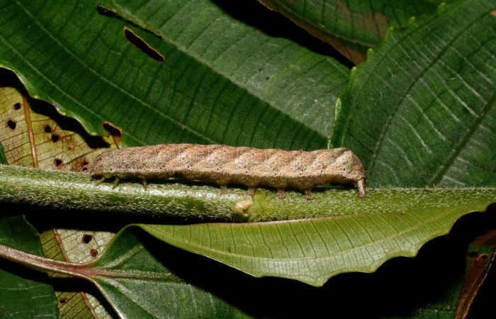 Figura 5. Lateral entero <i>Antachara</i> BioLep416 (Noctuidae), en la planta <i> Lepidaploa tortuosa</i> (Asteraceae). Sector Cacao. Sendero a Maritza, 1 km NW Estacion Cacao, (elevación 675 metros). Colectada 1 setiembre 2010. (10-SRNP-36121-DHJ477663.jpg).