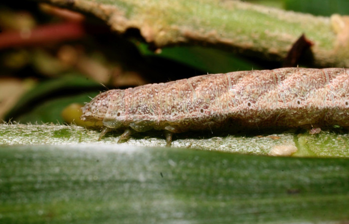 Figura 6. Lateral thorax <i>Antachara</i> BioLep416 (Noctuidae), en la planta <i> Lepidaploa tortuosa</i> (Asteraceae). Sector Cacao. Sendero a Maritza, 1 km NW Estacion Cacao, (elevación 675 metros). Colectada 1 setiembre 2010. (10-SRNP-36121-DHJ477659.jpg).