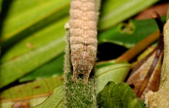 Figura 7. Lateral thorax <i>Antachara</i> BioLep416 (Noctuidae), en la planta <i> Lepidaploa tortuosa</i> (Asteraceae). Sector Cacao. Sendero a Maritza, 1 km NW Estacion Cacao, (elevación 675 metros). Colectada 1 setiembre 2010. (10-SRNP-36121-DHJ477658.jpg).