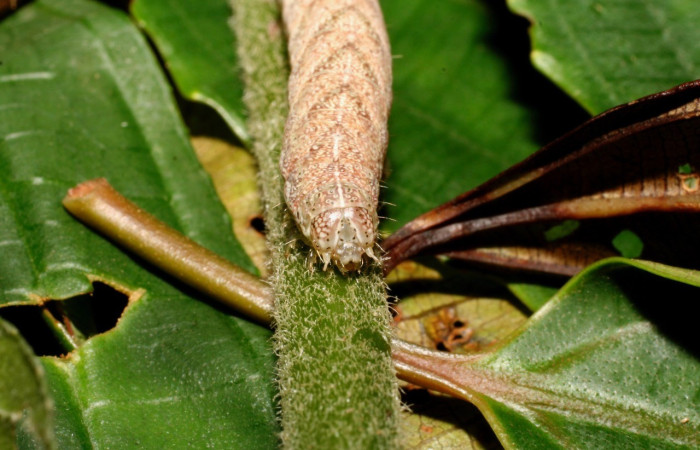Figura 8. Cabeza <i>Antachara</i> BioLep416 (Noctuidae), en la planta <i> Lepidaploa tortuosa</i> (Asteraceae). Sector Cacao. Sendero a Maritza, 1 km NW Estacion Cacao, (elevación 675 metros). Colectada 1 setiembre 2010. (10-SRNP-36121-DHJ477662.jpg).