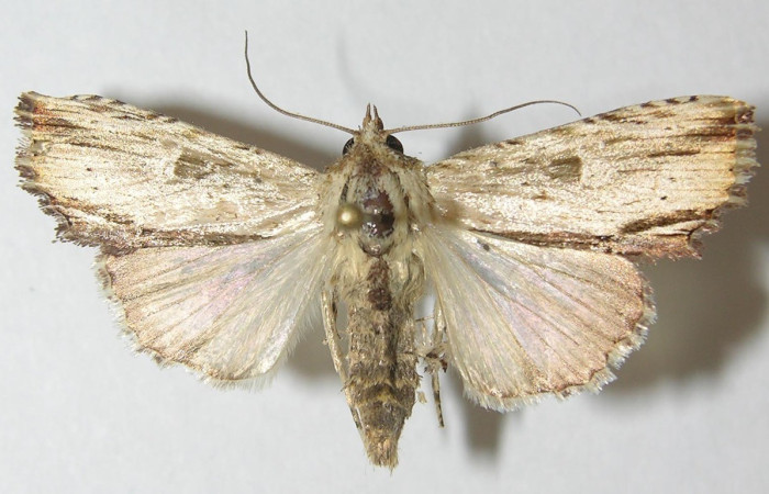 Figura 9. Adulto <i>Antachara</i> BioLep416 (Noctuidae), posición vista dorsal. (10-SRNP-36121-DHJ540270.jpg).