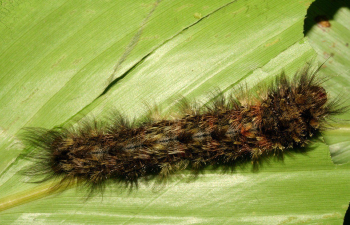 Figura. 11 Larva <i>Apatelodes merlona</i>, (Apatelodidae), posición dorsal entero alimentándose en <i>Renealmia cernua</i>, (Zingiberaceae). (08-SRNP-6185-DHJ448777.jpg).