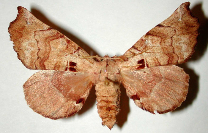 Figura. 12 Adulto <i>Apatelodes merlona</i>, (Apatelodidae), posición vista dorsal entero. (90-SRNP-2236-DHJ33260).