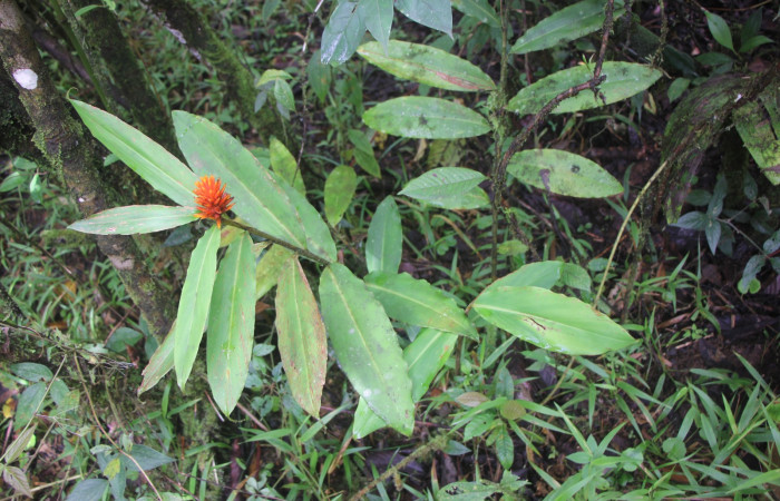 Figura. 1 Habitad, <i>Renealmia cernua</i>, (Zingiberaceae). Area de Conservación Guanacaste, Sector Rincón Rain Forest, Estación Biológica Leiva. Sendero Cafecito. (elevación 461 metros), colectada el 6 de setiembre 2025. Foto, Jorge Hernández.