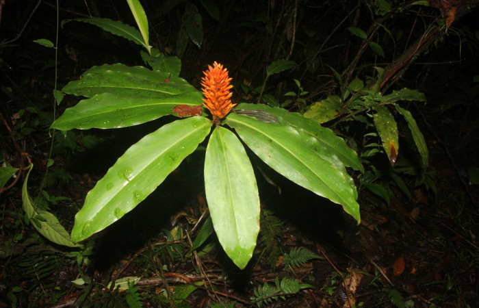 Figura. 2 Habitad, <i>Renealmia cernua</i>, (Zingiberaceae). Area de Conservación Guanacaste, Sector Rincón Rain Forest, Estación Biológica Leiva. Sendero Cafecito. (elevación 461 metros), colectada el 6 de setiembre 2025. Foto, Jorge Hernández.