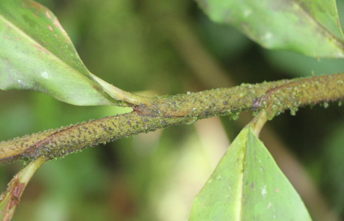 Figura. 3 Posición de hojas, <i>Renealmia cernua</i>, (Zingiberaceae). Area de Conservación Guanacaste, Sector Rincón Rain Forest, Estación Biológica Leiva. Sendero Cafecito, (elevación 461 metros), colectada el 6 de setiembre 2025. Foto, Jorge Hernández.