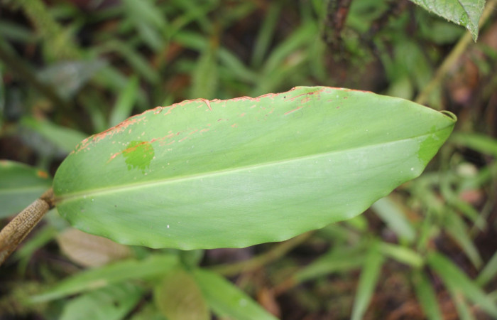Figura. 4 Hoja haz, <i>Renealmia cernua</i>, (Zingiberaceae). Area de Conservación Guanacaste, Sector Rincón Rain Forest, Estación Biológica Leiva. Sendero. Cafecito, (elevación 461 metros), colectada el 6 de setiembre 2025. Foto, Jorge Hernández.