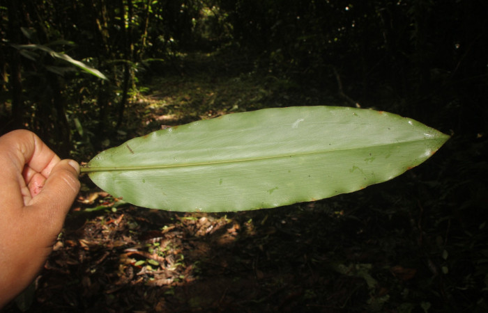 Figura. 5 Hoja envés, <i>Renealmia cernua</i>, (Zingiberaceae). Area de Conservación Guanacaste, Sector Rincón Rain Forest, Estación Biológica Leiva. Sendero cafecito, (elevación 461 metros), colectada el 6 de setiembre 2025. Foto, Jorge Hernández.
