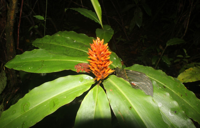Figura. 6 Flor en rama, <i>Renealmia cernua</i>, (Zingiberaceae). Area de Conservación Guanacaste, Sector Rincón Rain Forest, Estación Biológica Leiva. Sendero Cafecito, (elevación 461 metros), colectada el 6 de setiembre 2025. Foto, Jorge Hernández.