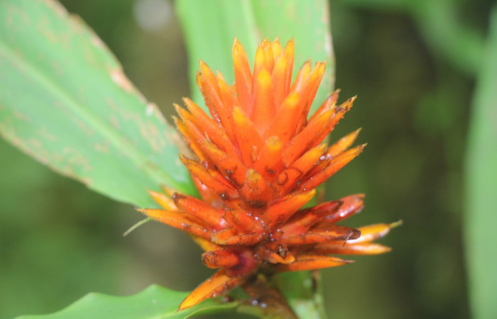 Figura. 7 Flor lateral, <i>Renealmia cernua</i>, (Zingiberaceae). Area de Conservación Guanacaste, Sector Rincón Rain Forest, Estación Biológica Leiva. Sendero Cafecito, (elevación 461 metros), colectada el 6 de setiembre 2025. Foto, Jorge Hernández.