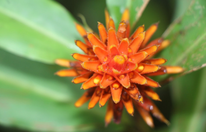 Figura.8 Flor de frente, <i>Renealmia cernua</i>, (Zingiberaceae). Area de Conservación Guanacaste, Sector Rincón Rain Forest, Estación Biológica Leiva. Sendero Cafecito, (elevación 461 metros), colectada el 6 de setiembre 2025. Foto, Jorge Hernández.