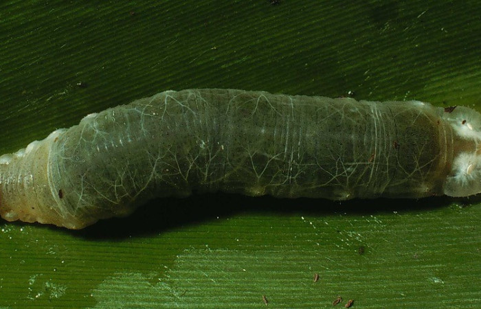 Figura. 9 Larva <i>Cynea megalops</i>, (Hesperiidae), posición dorsal entero alimentándose en <i>Renealmia cernua</i>, (Zingiberaceae). (02-SRNP-18699-DHJ69880.jpg).