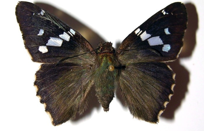 Fig.14. Vista dorsal de adulto de <i>Codatractus</i> imalenaDHJ02 (Hesperiidae). Voucher: 00-SRNP-9747-DHJ94714       