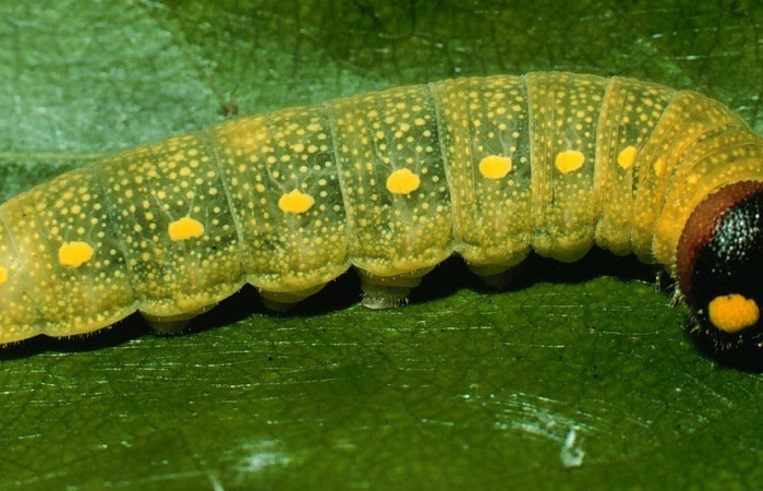 Fig. 1. Vista lateral de <i>Codatractus imalena</i> (Hesperiidae), alimentándose de <i>Lonchocarpus oliganthus</i> (Fabaceae). Voucher: 95-SRNP-7597-DHJ24775.jpg       