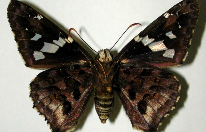 Fig. 12. Vista ventral de adulto hembra de <i>Codatractus imalena</i> (Hesperiidae). Voucher: 96-SRNP-10702-DHJ32864       