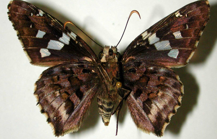 Fig. 10. Adulto macho de <i>Codatractus imalena</i> (Hesperiidae), vista ventral. Voucher: 96-SRNP-7076-DHJ32862       