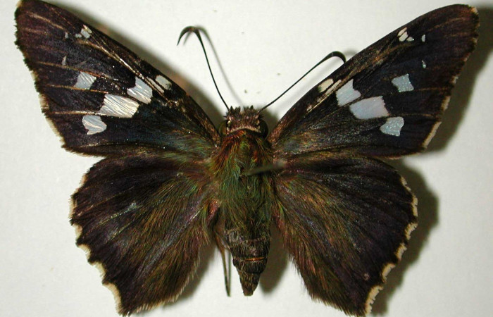 Fig. 11. Vista dorso de adulto <i>Codatractus imalena</i> (Hesperiidae). Voucher: 96-SRNP-7076-DHJ32863    