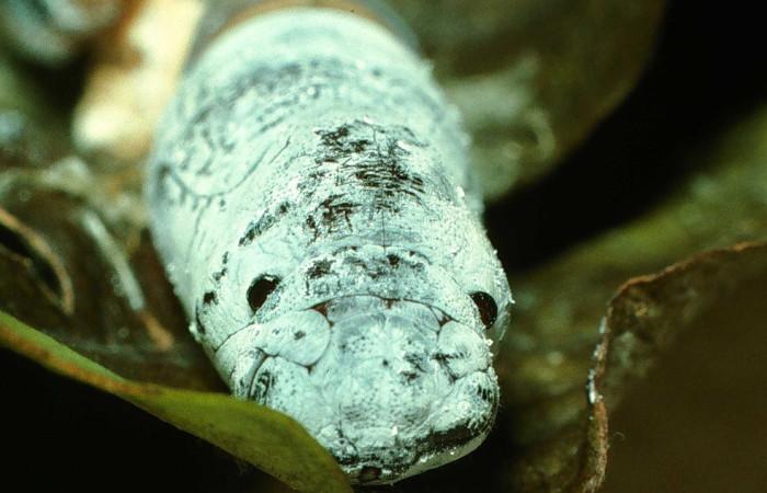 Fig. 9. Vista desde el frente de la pupa de <i>Codatractus imalena</i> (Hesperiidae). Voucher: 97-SRNP-862-DHJ40520.jpg       