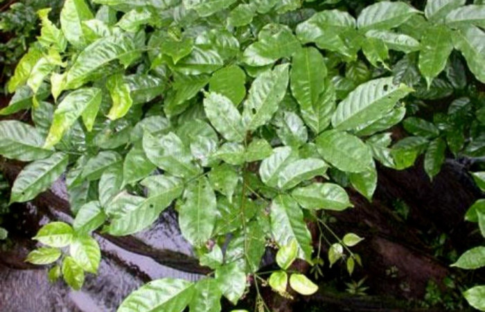 Fig. 17. Planta <i>Lonchocarpus oliganthus</i> (Fabaceae), hospedera de <i>Codatractus imalena</i> (Hesperiidae) Foto, ACG, tomada de la aplicación PlantNet.       