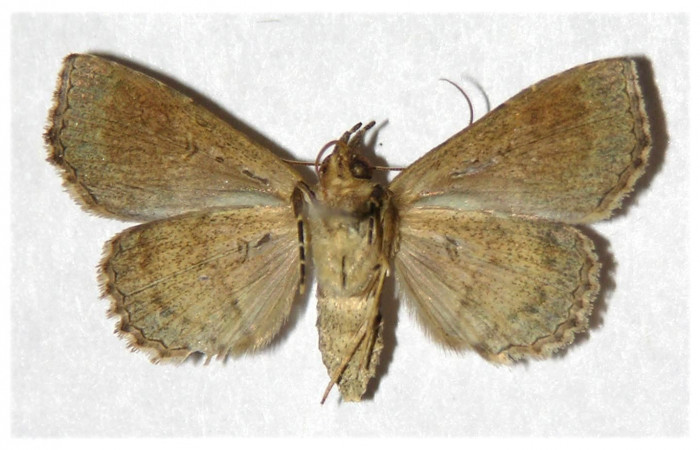 Fig.12 Adulto <i>Antiblemma ceras</i>  ventral. Hembra. Voucher 05-SRNP-5421-DHJ320867.jpg